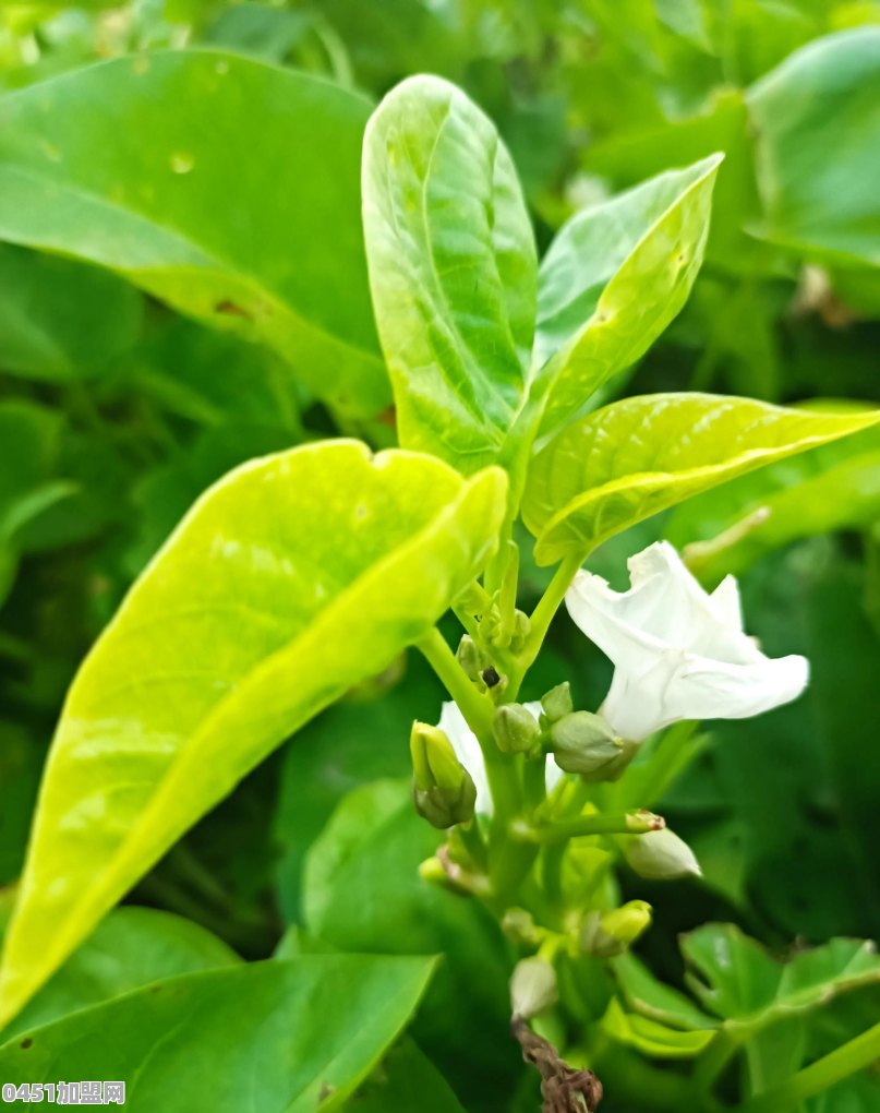 空心菜最好吃的做法是什么，分享一下吧