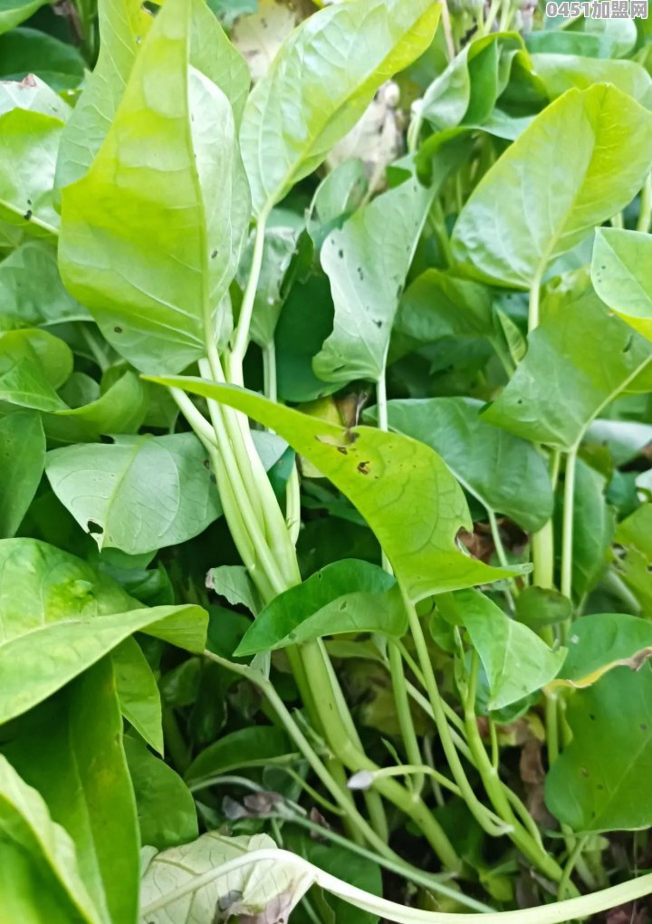 空心菜最好吃的做法是什么，分享一下吧