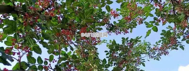 花椒价格很贵，可是为什么大多数农民不喜欢种植呢