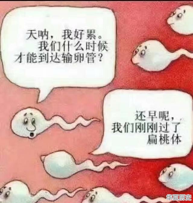 你的手机里有什么既“沙雕”又搞笑的图 - 华夏历史