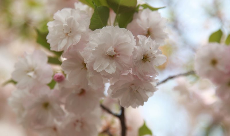 无锡鼋头渚樱花季节住宿攻略