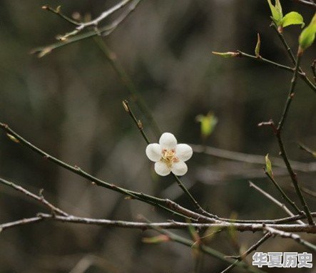 地球人到底是从外星移民过来的还是进化过来的 - 华夏历史