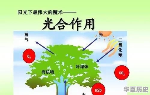 为什么自然界中的植物以绿色为主？从进化论的角度怎么解读 - 华夏历史