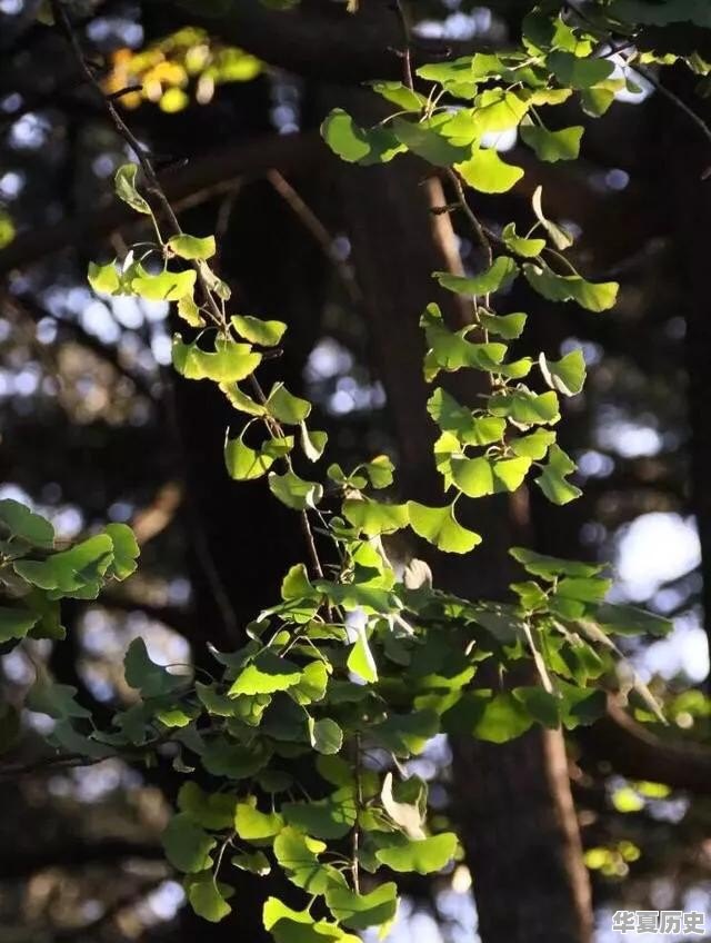 为什么自然界中的植物以绿色为主？从进化论的角度怎么解读 - 华夏历史