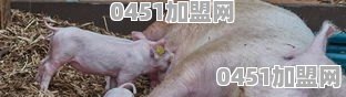 中国70%的养猪散户被消灭了，养猪大集团会垄断生猪市场吗