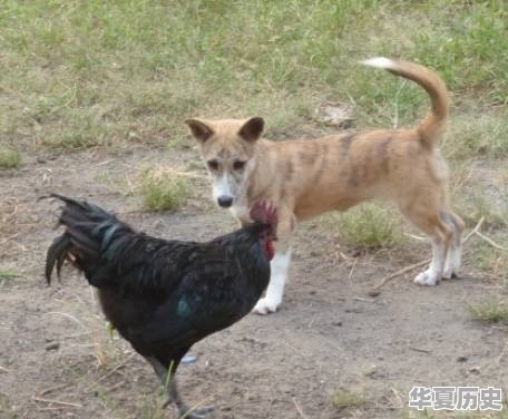 有些被误传了千年的成语，你知道哪些 - 华夏历史