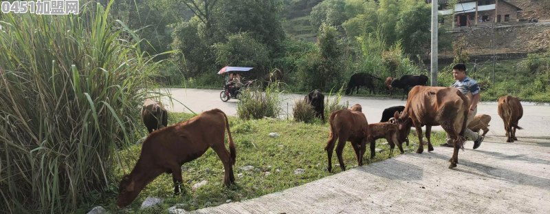 自己的地。草料不要钱，养20头牛一年多少钱