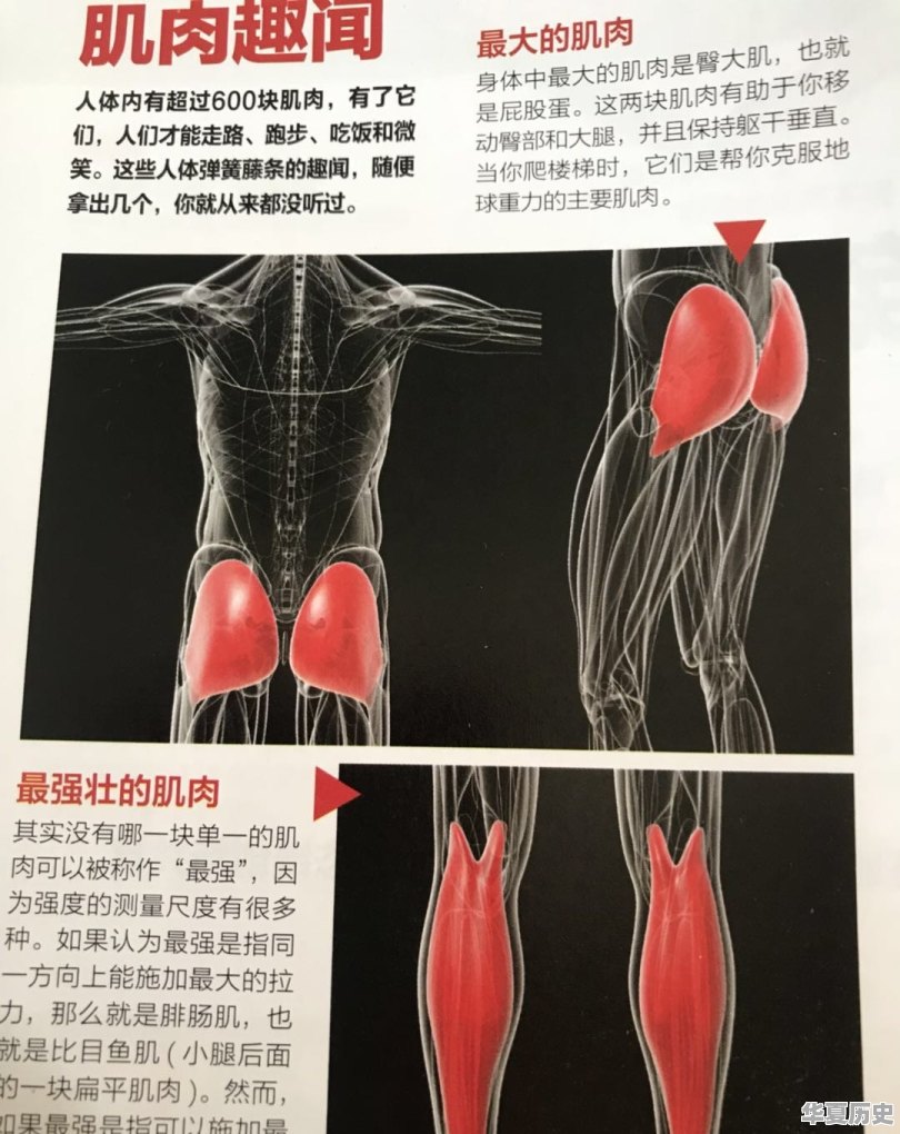 人体最大的肌肉是哪一块 - 华夏历史