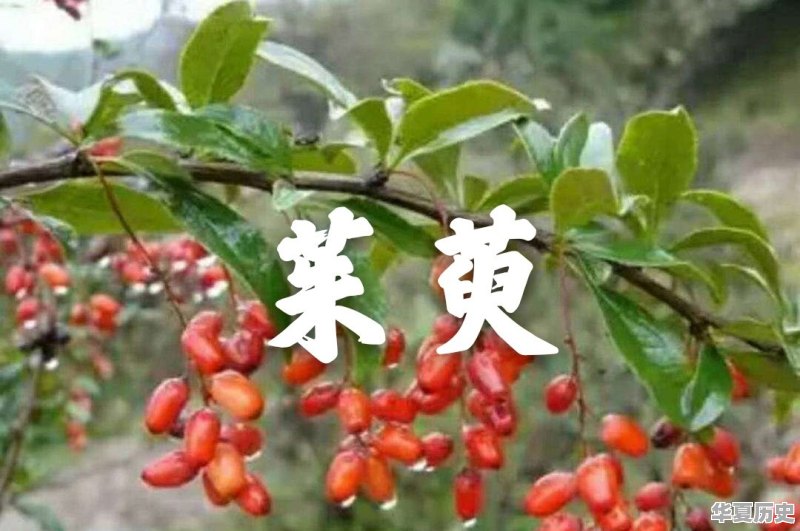 重阳节小知识文案