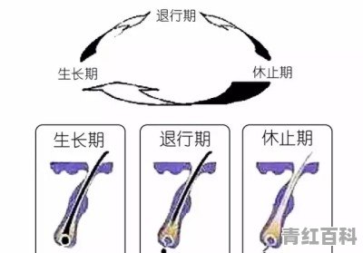 气血不足头发掉发严重怎么办