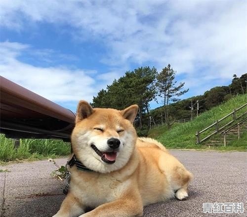 柴犬养几个月后脸会变大