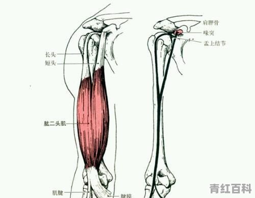 我睡醒之后，肱二头肌处一抬手就痛，请问怎么回事