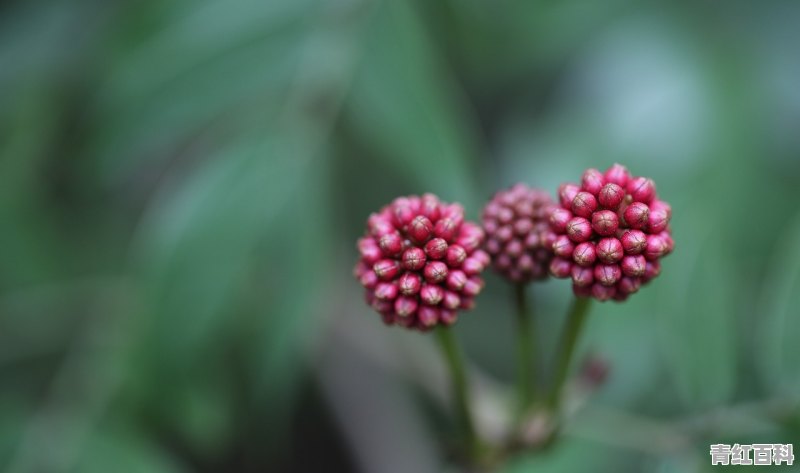 酉阳县城美食推荐一下