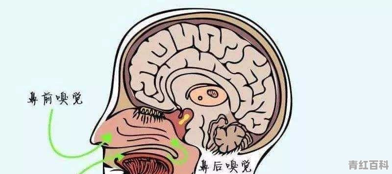 感冒后鼻子闻不到味怎么办