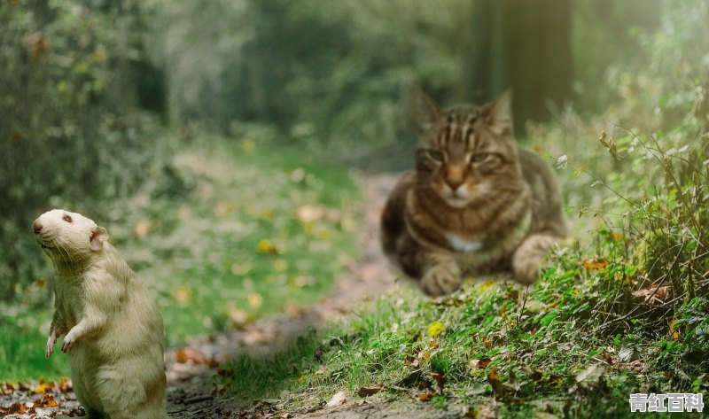 猫不吃东西怎么办