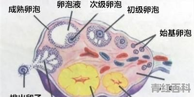 未见卵黄囊是什么意思，有遇到这种情况的吗