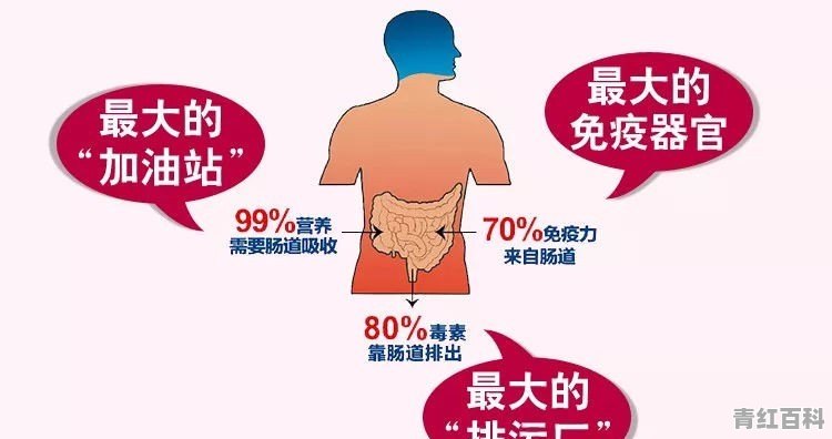 感觉肠道不蠕动怎么办