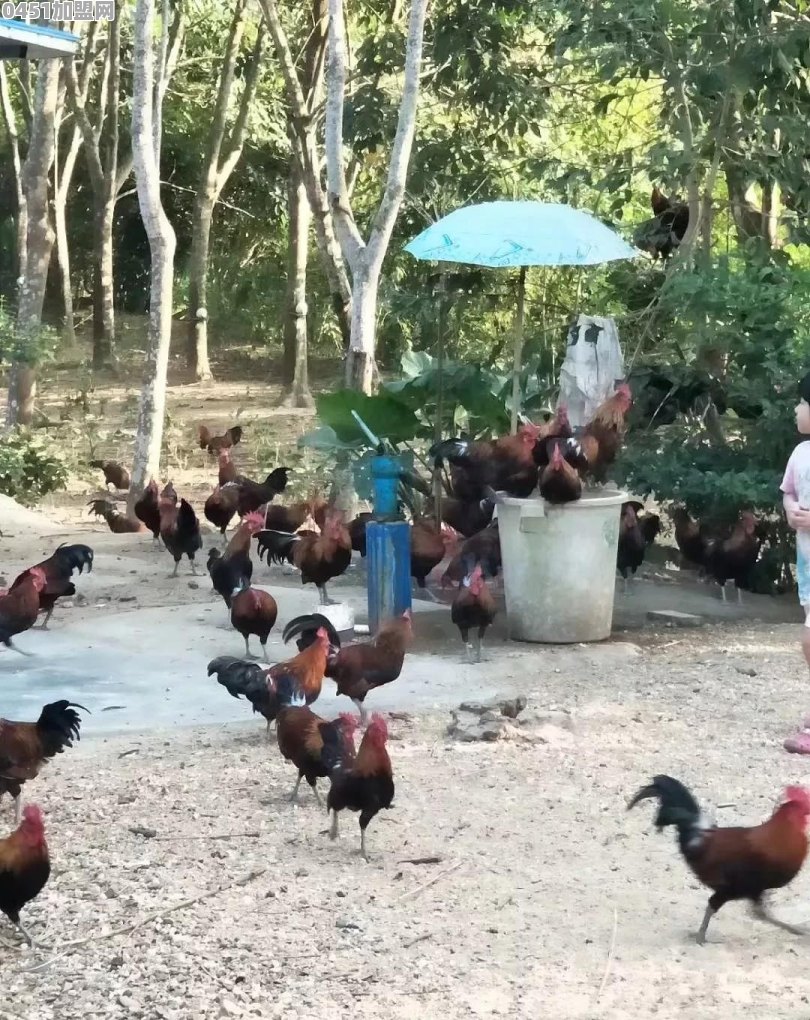 散养土鸡怎样才能扩大销售渠道