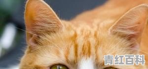 小猫惊吓过度怎么办