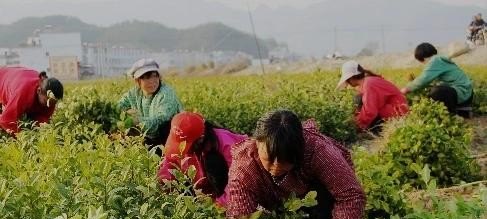 7份甜蜜桃乌龙奶茶加盟多少钱