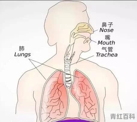 唱歌吸气后容易憋着唱不出来，请问怎么把气息放下来？该怎样学习气息的运用