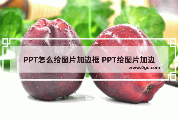 PPT怎么给图片加边框 PPT给图片加边框的方法