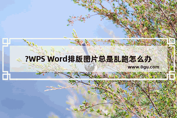 ?WPS Word排版图片总是乱跑怎么办 WPS文档解决图片位置乱跑的方法教程