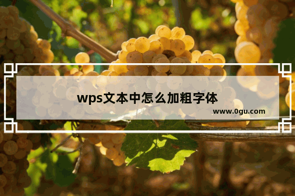 wps文本中怎么加粗字体