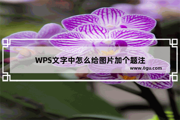 WPS文字中怎么给图片加个题注