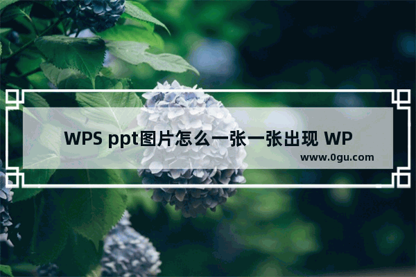 WPS ppt图片怎么一张一张出现 WPS ppt中设置图片一张一张出现的方法