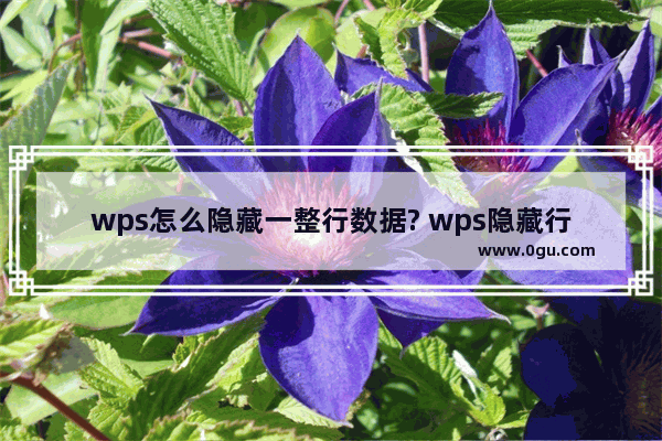 wps怎么隐藏一整行数据? wps隐藏行的教程