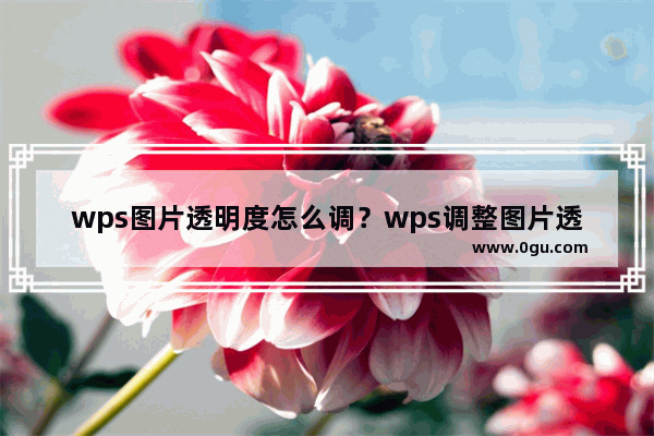 wps图片透明度怎么调？wps调整图片透明度的方法教程