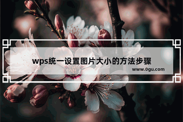 wps统一设置图片大小的方法步骤