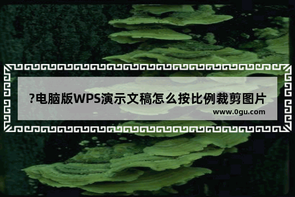 ?电脑版WPS演示文稿怎么按比例裁剪图片