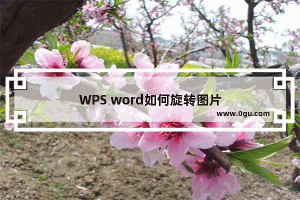 WPS word如何旋转图片