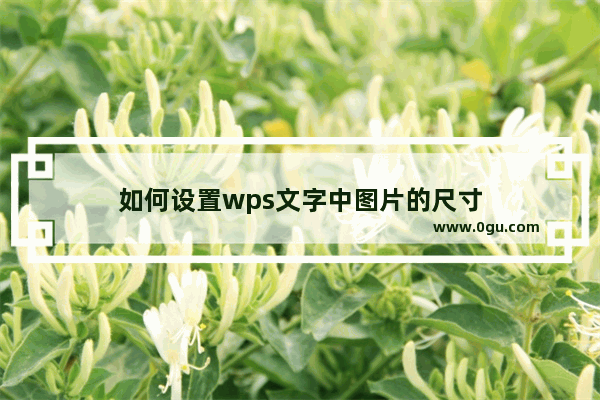 如何设置wps文字中图片的尺寸