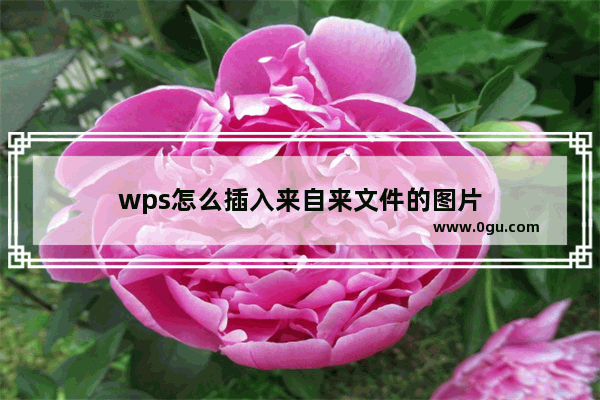 wps怎么插入来自来文件的图片