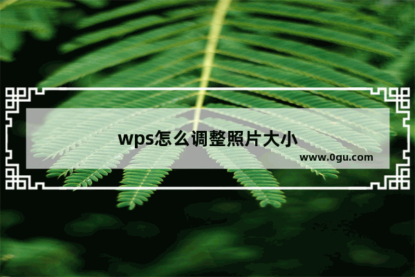 wps怎么调整照片大小