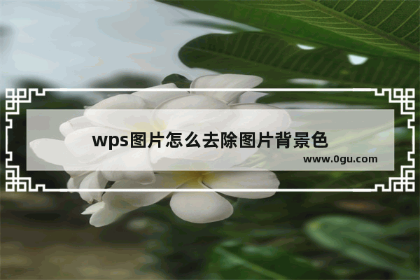 wps图片怎么去除图片背景色