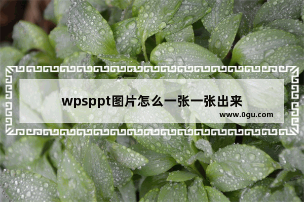 wpsppt图片怎么一张一张出来