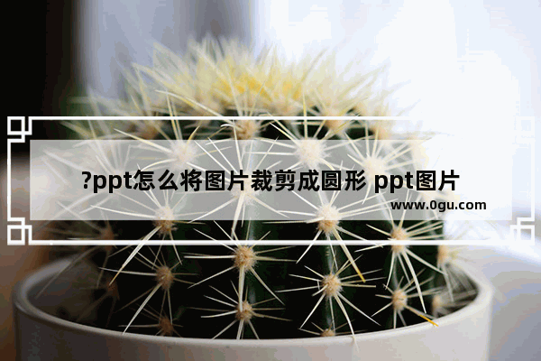 ?ppt怎么将图片裁剪成圆形 ppt图片裁剪成圆形的方法