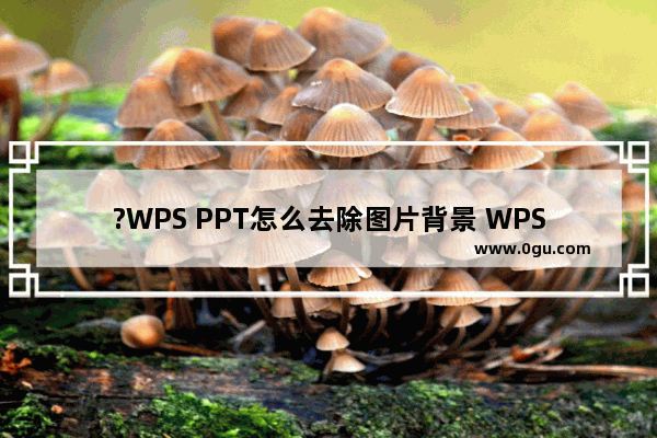 ?WPS PPT怎么去除图片背景 WPS演示文稿去除图片底色的方法教程