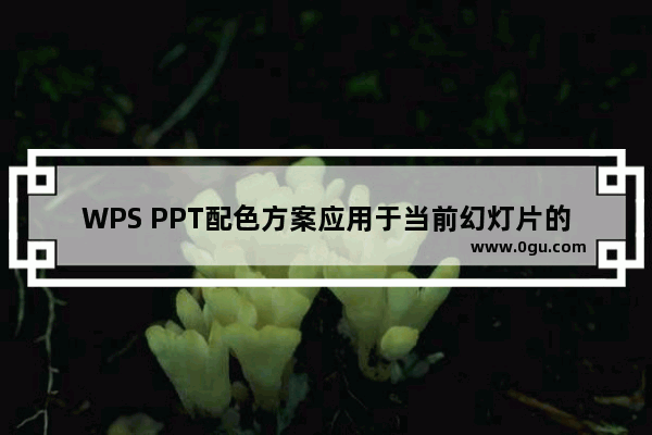 WPS PPT配色方案应用于当前幻灯片的方法