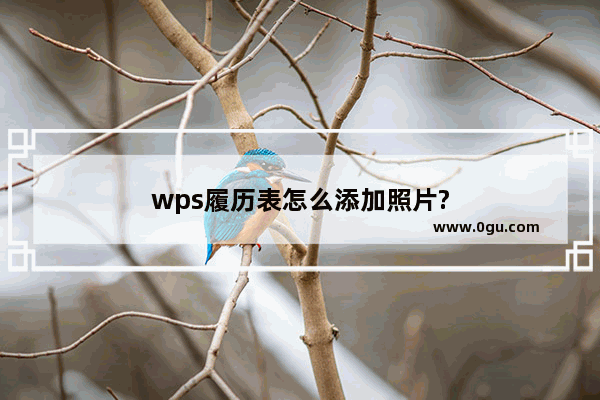 wps履历表怎么添加照片?