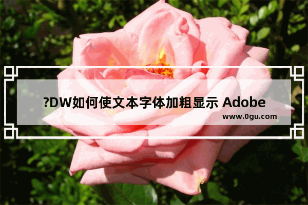 ?DW如何使文本字体加粗显示 Adobe Dreamweaver中加粗显示文本内容的方法教程