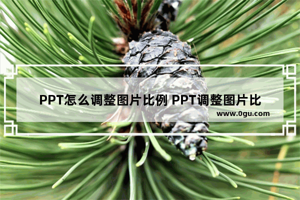 PPT怎么调整图片比例 PPT调整图片比例的方法