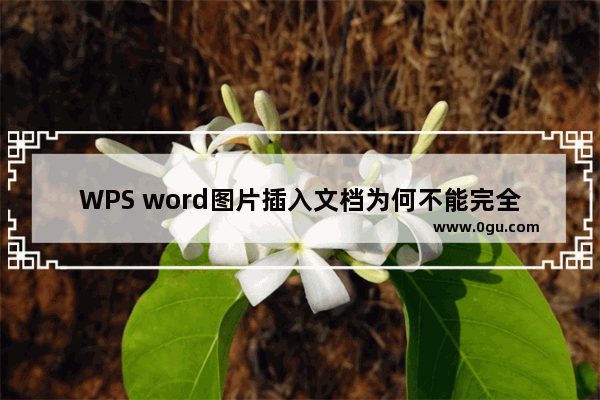 WPS word图片插入文档为何不能完全显示