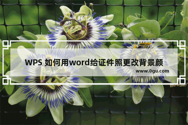 WPS 如何用word给证件照更改背景颜色