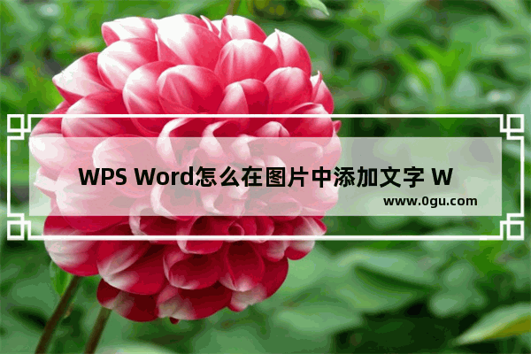 WPS Word怎么在图片中添加文字 WPS Word在图片上添加文字的方法