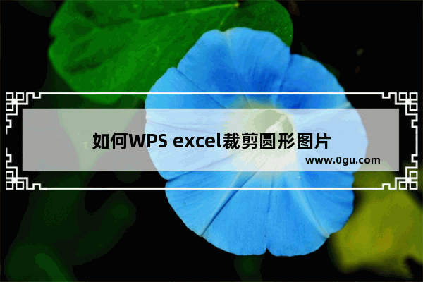 如何WPS excel裁剪圆形图片